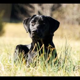 Labrador Retriever All Grown Up from Abe Turner
