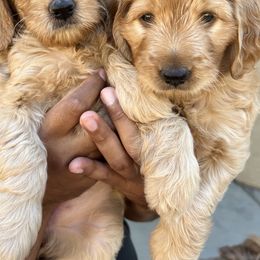 Goldendoodles from Hellodoodlez