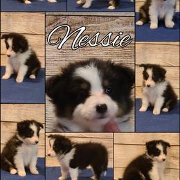 Shetland Sheepdog Puppies from Henotic Homestead