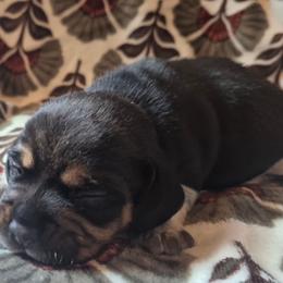 Cash - Black tan and white male Beagle puppy in Salina, Kansas from Peace Love frenchies