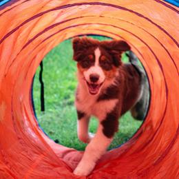 Australian Shepherd Puppies from Lovable Little Aussies