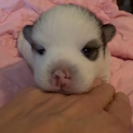 Spock - White male Pomsky puppy in Spring Hill, Florida from PDQ Pomskies