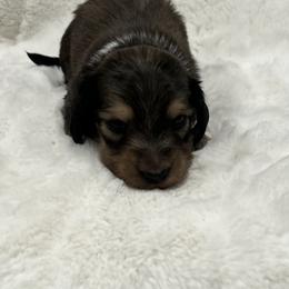 Murphy - Cream male Dachshund puppy in Charleston, Illinois from Gooddach’s Dachshunds