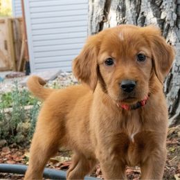 Red Collar - Dark golden male Golden Retriever puppy in Cheyenne, Wyoming from Golden Badger Kennels