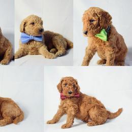 Goldendoodle and Poodle Puppies from Florida Coast Golden Doodles