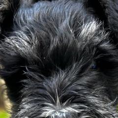 Boy 4 - Black and silver Miniature Schnauzer puppy in Bellville, Ohio from Lynn's Charming Schnauzers