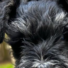 Boy 4 - Black and silver Miniature Schnauzer puppy in Bellville, Ohio from Lynn's Charming Schnauzers