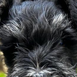 Boy 4 - Black and silver Miniature Schnauzer puppy in Bellville, Ohio from Lynn's Charming Schnauzers