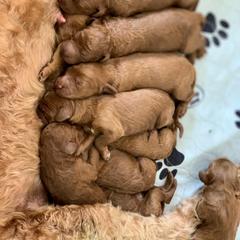 Irish Doodle Puppies from FitzPatricks Doodles