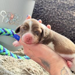 Slinky - Piebald male Dachshund puppy in Paso Robles, California from Drift & Dash Dachshunds