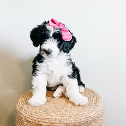 Twix - Black and white female Sheepadoodle puppy in Republic, Missouri from DOOD & Co