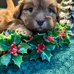 Chili - Red male Shihpoo puppy in Howard City, Michigan from Petite Joie Puppies