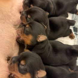 Yorkshire Terrier puppies from Yorkies of Escondido