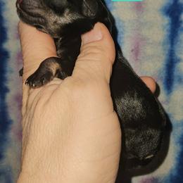 Great Dane and Miniature Schnauzer Puppies from Clouser's Bodacious Danes