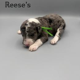 Reese's - Blue merle male Aussiedoodle puppy in Paragould, Arkansas from AC Doodles & Corgis