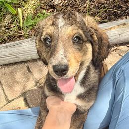 Blue collar - Brown merle male Aussiedoodle puppy in Melrose, Florida from Howdilly Doodley