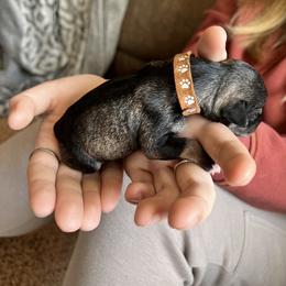 Miniature Schnauzer Puppies from Chantel's Miniature Schnauzers