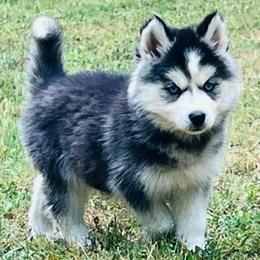 LJ Girl 3 - Black and white female Siberian Husky puppy in Monroe, Georgia from Beastly Beauties Huskies & Pomskies