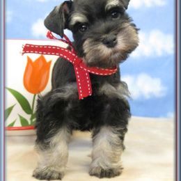 Miniature Schnauzer Puppies from Kindred’s Classic Miniature Schnauzers