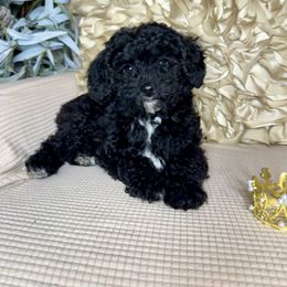 Lola - Black female Goldendoodle puppy in Sheridan, Arkansas from Arkie Doodles