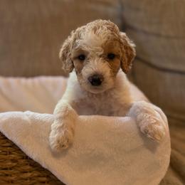 Dottie - Parti female Goldendoodle puppy in Fayetteville, Arkansas from Mountain Grove Doodles