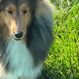 Cordell - White and sable male Shetland Sheepdog puppy in Trenton, Michigan from Leigh Hi Shelties
