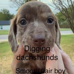 Aster 2000 AKC - Dapple male Dachshund puppy in Denison, Texas from Digging Dachshunds
