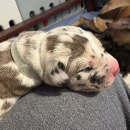 Boy 2 - Merle male Great Dane puppy in Aldie, Virginia from High Point Mountain Danes