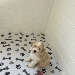 Bernedoodle Puppies from Bollinger Family Puppies