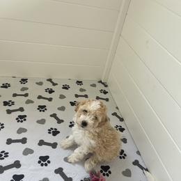 Bernedoodle Puppies from Bollinger Family Puppies