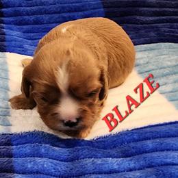 AKC BLAZE - Ruby male Cavalier King Charles Spaniel puppy in Joplin, Missouri, Missouri from HOL-A-DA CAVALIERS