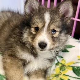 Tiny boy - Wolf sable male Pomsky puppy in Magnolia, Texas from Solace Shelties and Pomskies