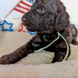Poodle Puppies from Future Pioneers Farming
