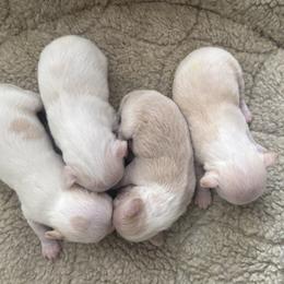 Chihuahuas from Barbara JAN Lukenbill