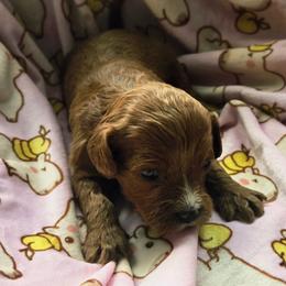 Icycle - Red female Cavapoo puppy in Conklin, Michigan from Lake Michigan Couture Cavapoos & Cockapoos