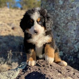 Bernese Mountain Dogs from Painted Desert Bernese Mountain Dogs