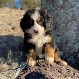 Bernese Mountain Dogs from Painted Desert Bernese Mountain Dogs