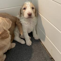 George - Cream male Goldendoodle puppy in Stafford, Virginia from Morris Doodles Virginia