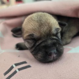 Girl 3 - Salt and pepper female Miniature Schnauzer puppy in Titusville, Florida from Alysha's Grandbabies