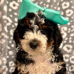 Millie - Tri-color female Bernedoodle puppy in Auburndale, Florida from Florida Mini Bernedoodles