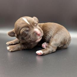 Chocolate Mousse - Chocolate male Havanese puppy in Marysville, Ohio from Sweet Confections Havanese