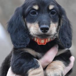 Budda - Black and cream male Dachshund puppy in Hebron, Indiana from MCS Dachshunds