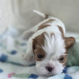 Ben - Blenheim male Cavalier King Charles Spaniel puppy in Miami, Florida from Tropical Cavaliers