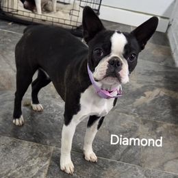 Diamond Mae - Boston Terrier