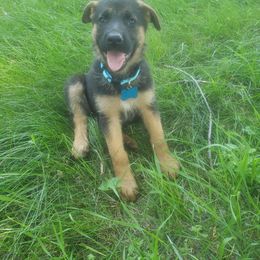 Iris.     Light blue - Black and red German Shepherd puppy in Mccool Junction, Nebraska from Sininger Lagoon