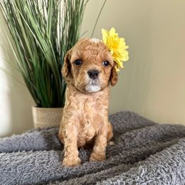 Kewpie-Chan - Red Cavapoo puppy in Pleasant Grove, Utah from Destination Doodles