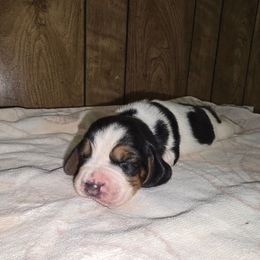 Freckle - Black white and brown female Basset Hound puppy in Valley, Washington from Enchanted Valley Paws