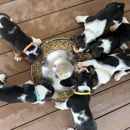 Basset Hound, Boykin Spaniel, English Cocker Spaniel, and Labrador Retriever Puppies from PARK’s Family Farm