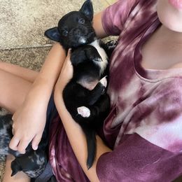 Chihuahua Puppies from Clements Exotics and Chihuahua