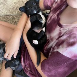 Chihuahua Puppies from Clements Exotics and Chihuahua